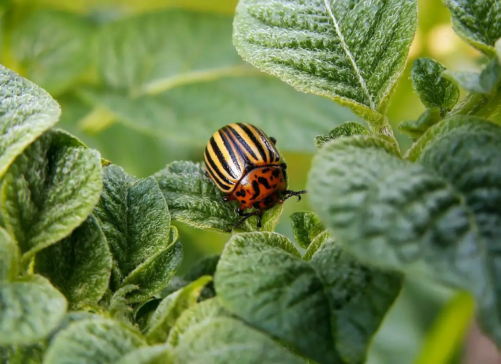 Budgeting for Pest Control on Dubai Farms: Costs and Savings Tips
